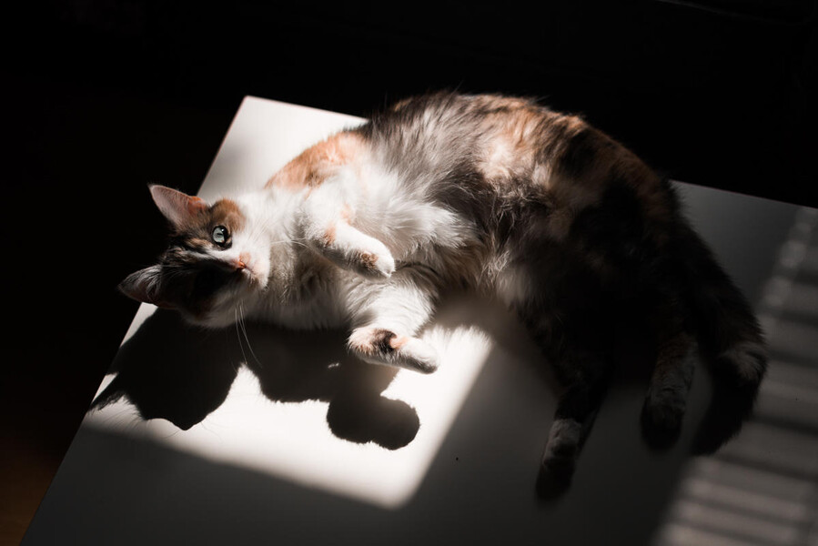 Cat