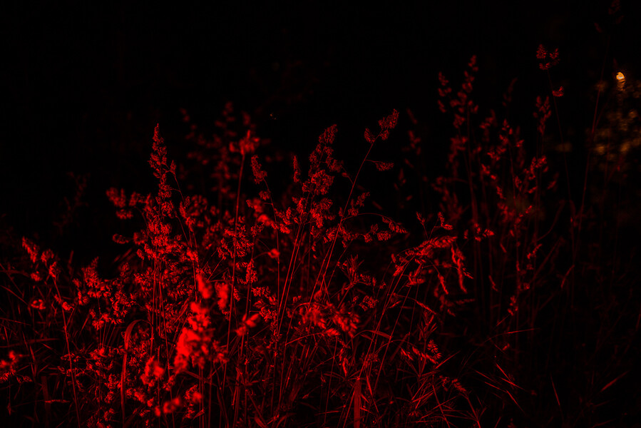Red upon Grass