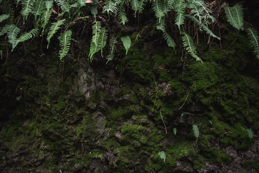 Moss