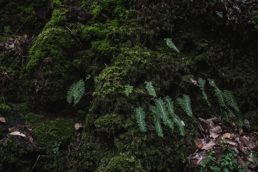 Moss