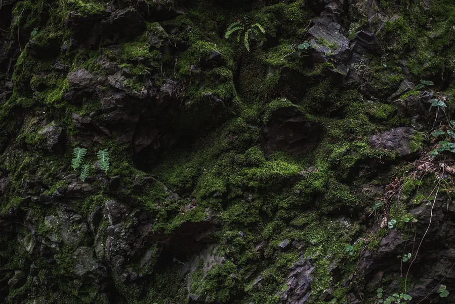Moss