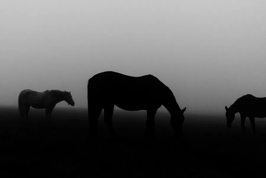 Horses