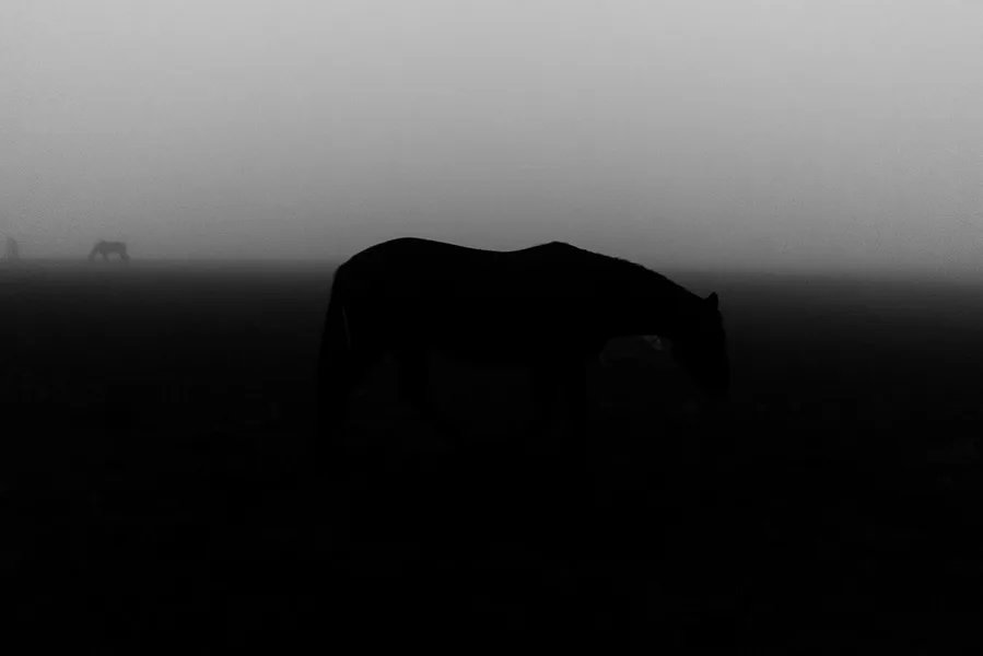 Horses