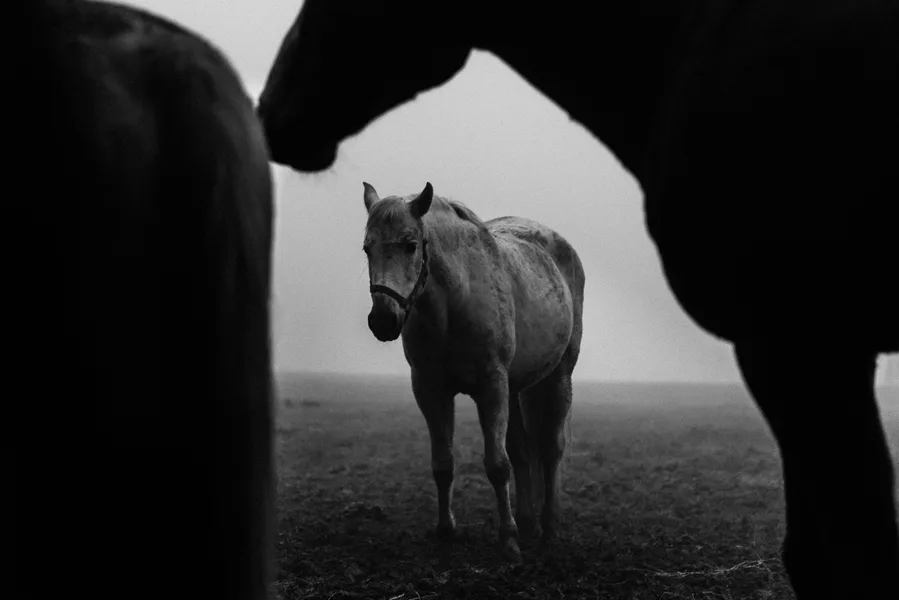 Horses