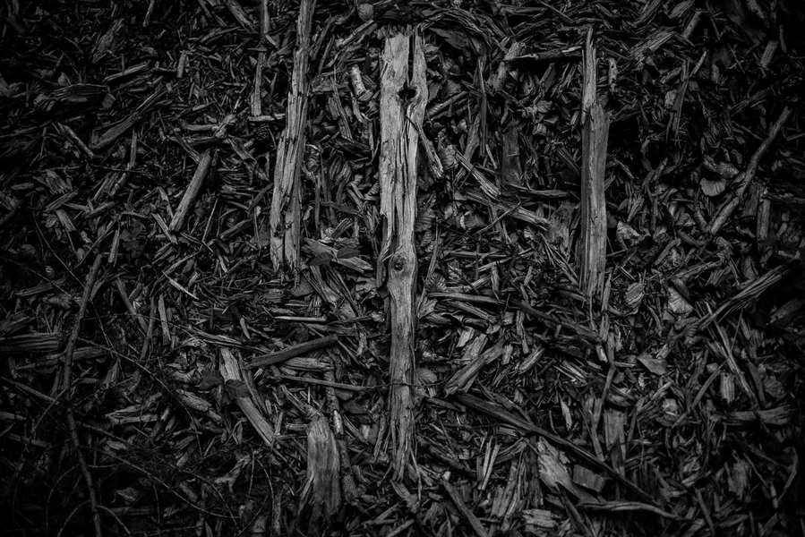 Woods