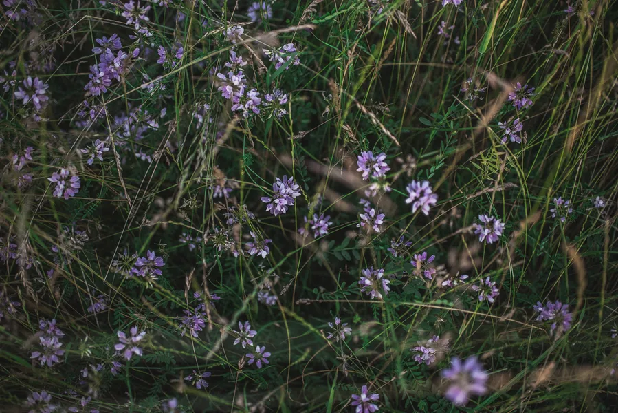 Field